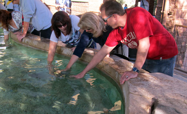 PettingStingraysE