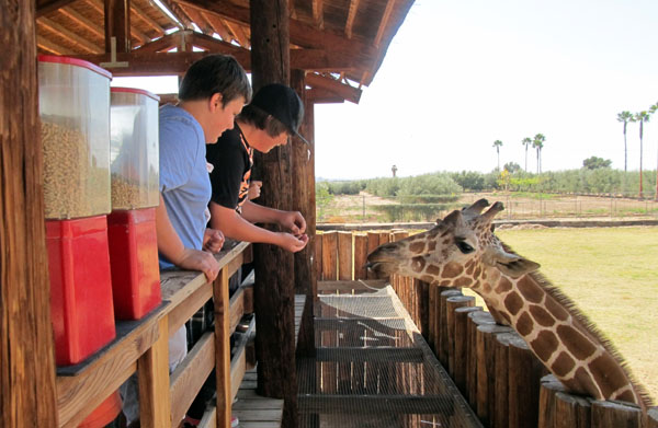 ZooFeedGiraffeE