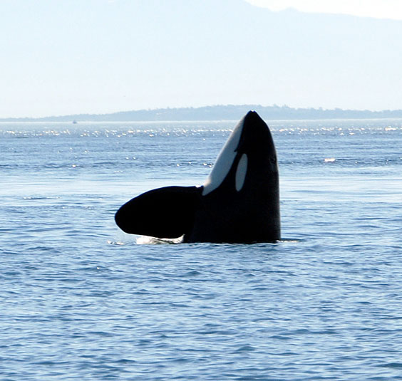 Whale1e
