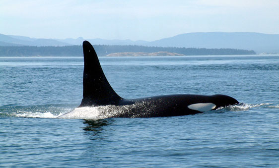 Whale2e