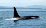 Whale2e