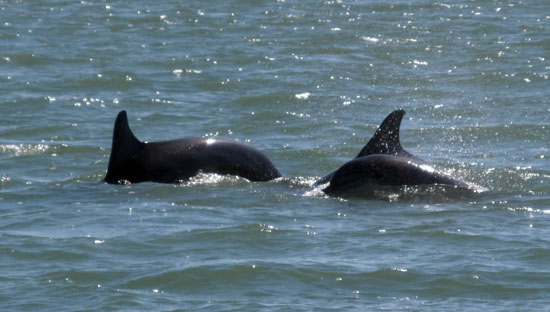 Dolphins1e