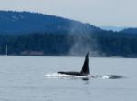 Whale2e