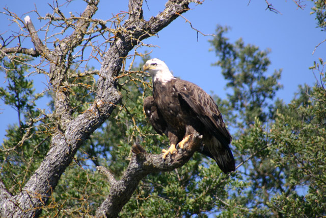 Bald Eagle