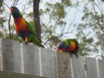 Rainbow Lorikeets 2