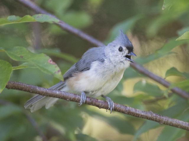 Tufted Titmouse